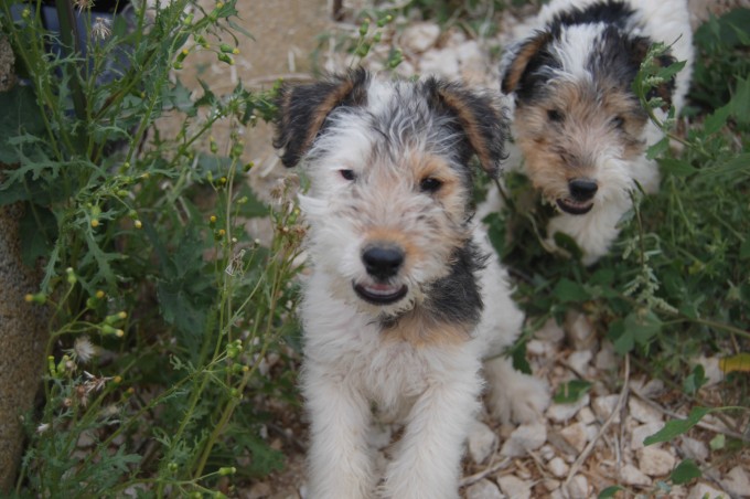 Ici, tout est étudié pour que nos chiens soient heureux et en bonne santé.