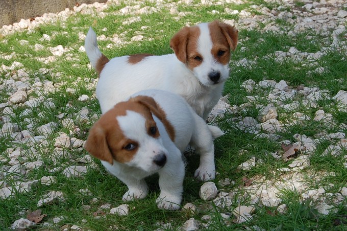 Nos petits compagnons ont toujours un minimum de compagnie canine 
ainsi que des contacts humains journaliers.